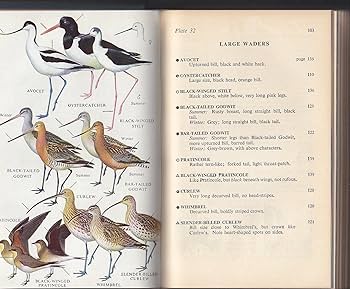 81Guso7SO+L._AC_UF350,